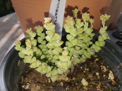 Crassula lanceolata lanceolata