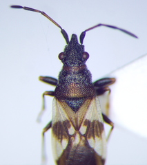 Macroplax fasciata
