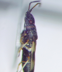 Macroplax fasciata