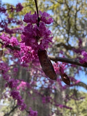Cercis canadensis