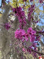 Cercis canadensis