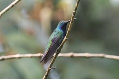 Anthracothorax nigricollis