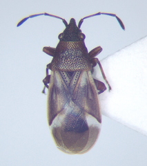 Oxycarenus modestus