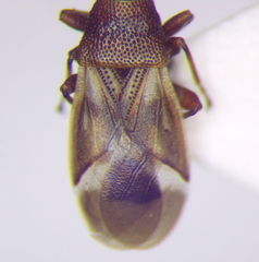 Oxycarenus modestus