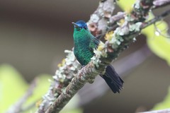 Saucerottia cyanifrons