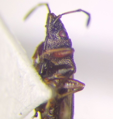 Oxycarenus modestus