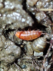 Trichoniscoides machadoi