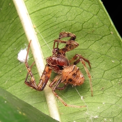 Verrucosa scapofracta