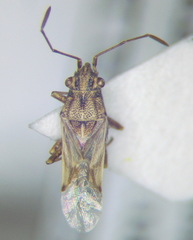 Nysius helveticus