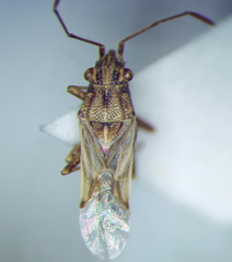 Nysius helveticus