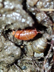 Trichoniscoides machadoi