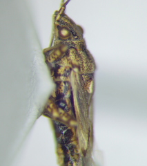 Nysius helveticus