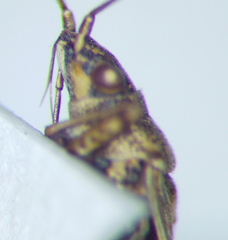 Nysius helveticus