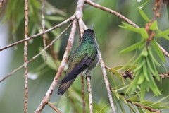 Saucerottia cyanifrons