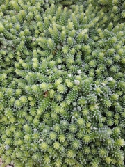 Sedum compactum