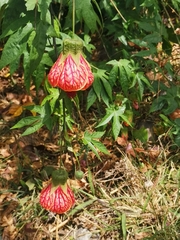 Callianthe picta image