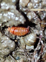 Trichoniscoides machadoi