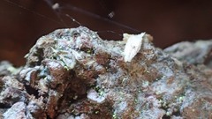 Chaenotheca brachypoda