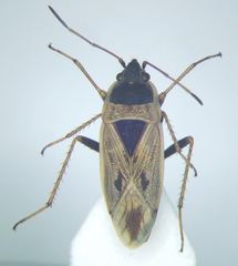 Xanthochilus omissus
