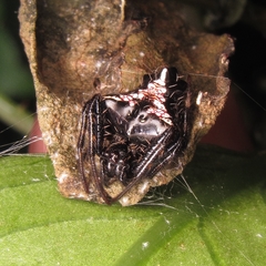 Verrucosa scapofracta