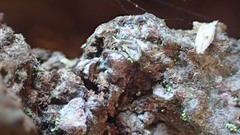 Chaenotheca brachypoda