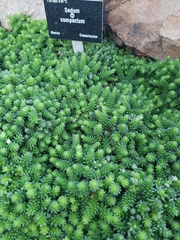 Sedum compactum