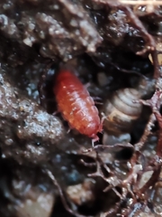 Trichoniscoides machadoi