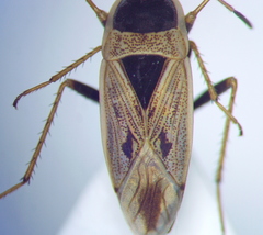 Xanthochilus omissus