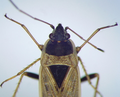 Xanthochilus omissus