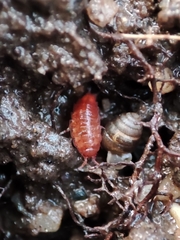 Trichoniscoides machadoi