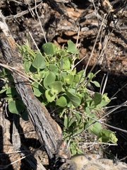 Atriplex confertifolia