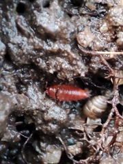 Trichoniscoides machadoi