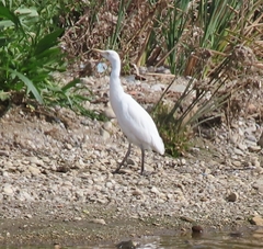 Bubulcus ibis