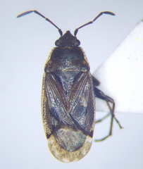 Sphragisticus nebulosus