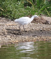 Bubulcus ibis