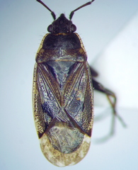 Sphragisticus nebulosus