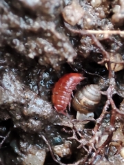 Trichoniscoides machadoi