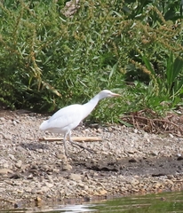 Bubulcus ibis