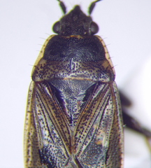 Sphragisticus nebulosus