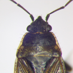 Sphragisticus nebulosus