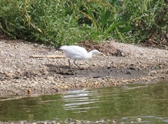 Bubulcus ibis
