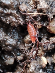 Trichoniscoides machadoi