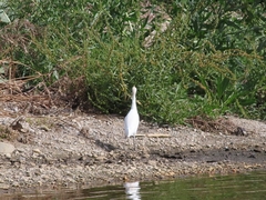 Bubulcus ibis