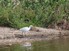 Bubulcus ibis