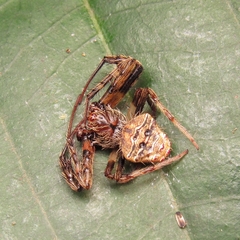 Verrucosa scapofracta