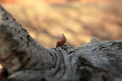 Callirhytis gemmiformis