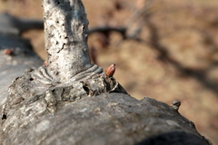 Callirhytis gemmiformis