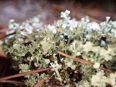 Cladonia rappii