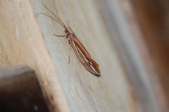 Psychoglypha bella