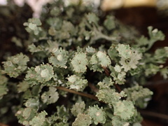 Cladonia rappii